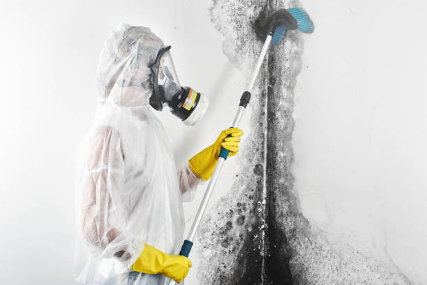 Best Real Estate Mold Inspection  in Eaton Rapids, MI